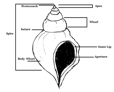 Whorl